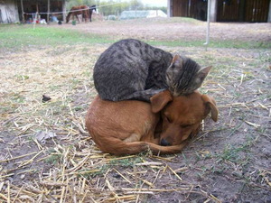 Cat sleeping on a dog
