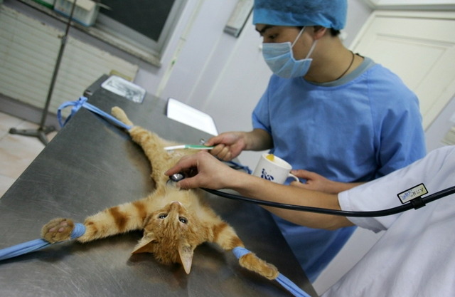 cat-the-vet.jpg