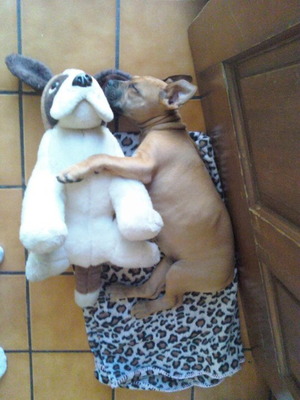 Puppy sleeping with plush dog