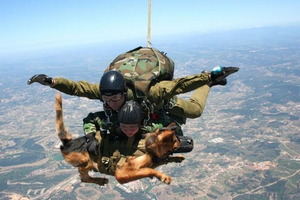 Skydiving dog