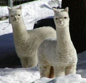 Twin alpacas
