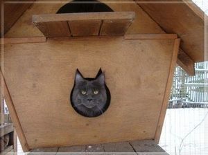 Cat in cat house
