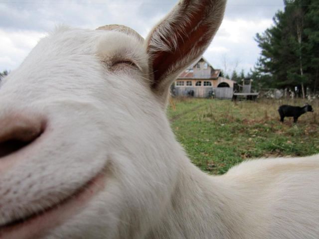 closeup-goat.jpg