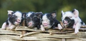 Piglets on the fence