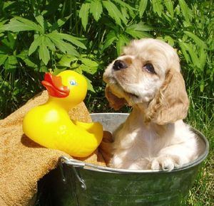 Puppy bathing with his rubber duck