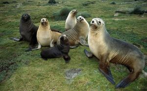 Seal family photo