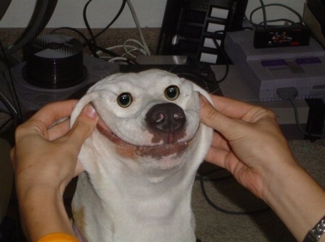 Smiling dog