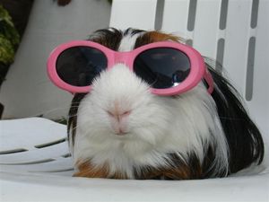 Guinea pig with sunglasses