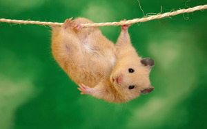 Mouse hanging on a rope