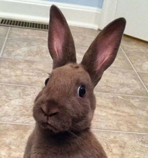 Bunny is not impressed