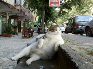 Cat chilling on the sidewalk