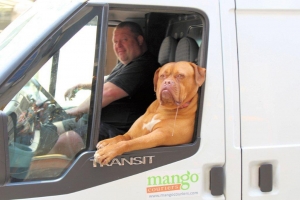 Dog chilling in a van