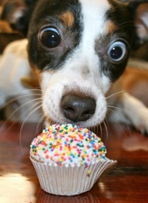 Dog having a cupcake