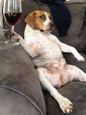 Dog having a glass of wine