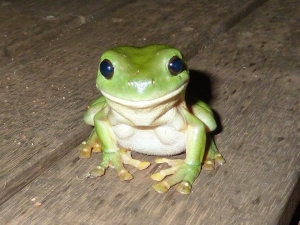 Smiling little frog