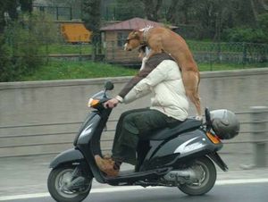 Taking the dog on a scooter