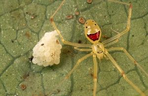 Happy spider is happy