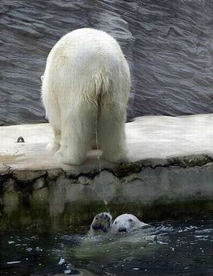 Owned polar bear