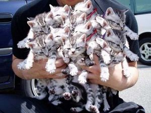 A lot of kittens