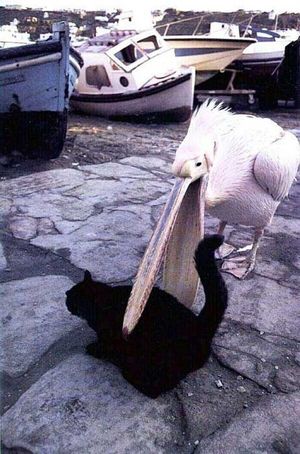 A pelican eating a cat