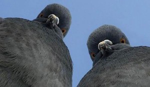 Angry pigeons