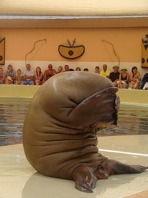 ashamed-walrus-is-ashamed.jpg