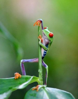 Awesome frog is awesome