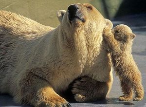 Bear cub massaging his mother