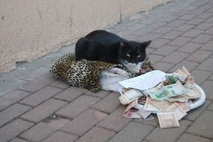 Beggar cat