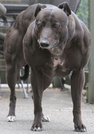 Bodybuilder dog