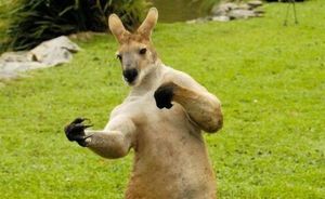 Boxing kangaroo