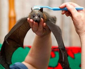 Brushing the bat