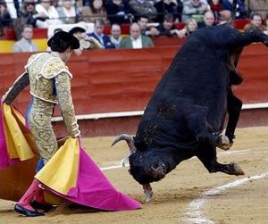 Bull fail