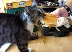 Cat has cheeseburger