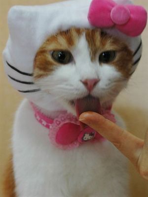 Cat Hello Kitty cosplay