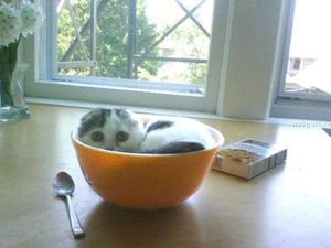 Cat in a bowl