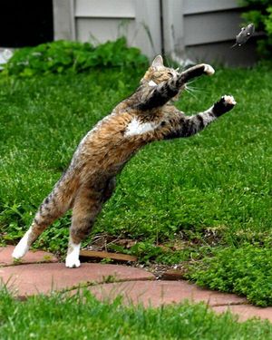 Cat trying to catch flying mouse