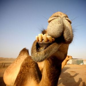 Chewing camel