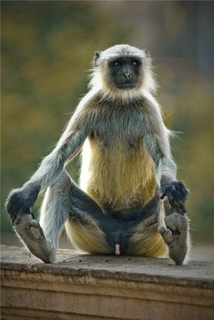 Chilling monkey