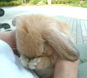 Crying bunny