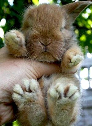 Cute little bunny