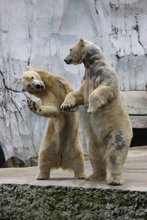 dancing polar bears