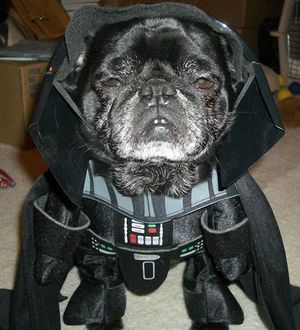 Darth Vader dog