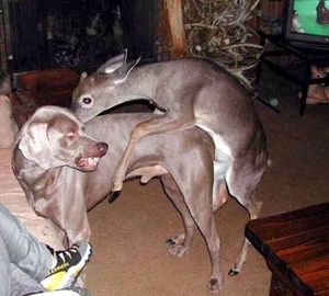 Deer vs. dog