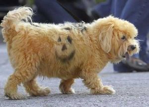 Dog smiley
