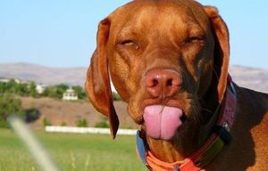 Dog sticking out tongue