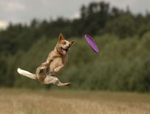 Dog vs. frisbee
