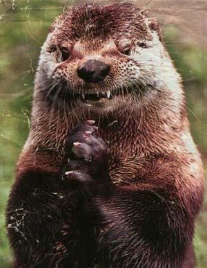 Evil otter is evil