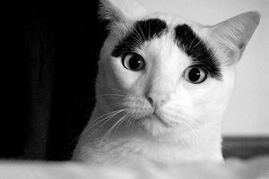 Eyebrow cat