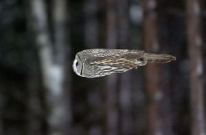 Fast owl